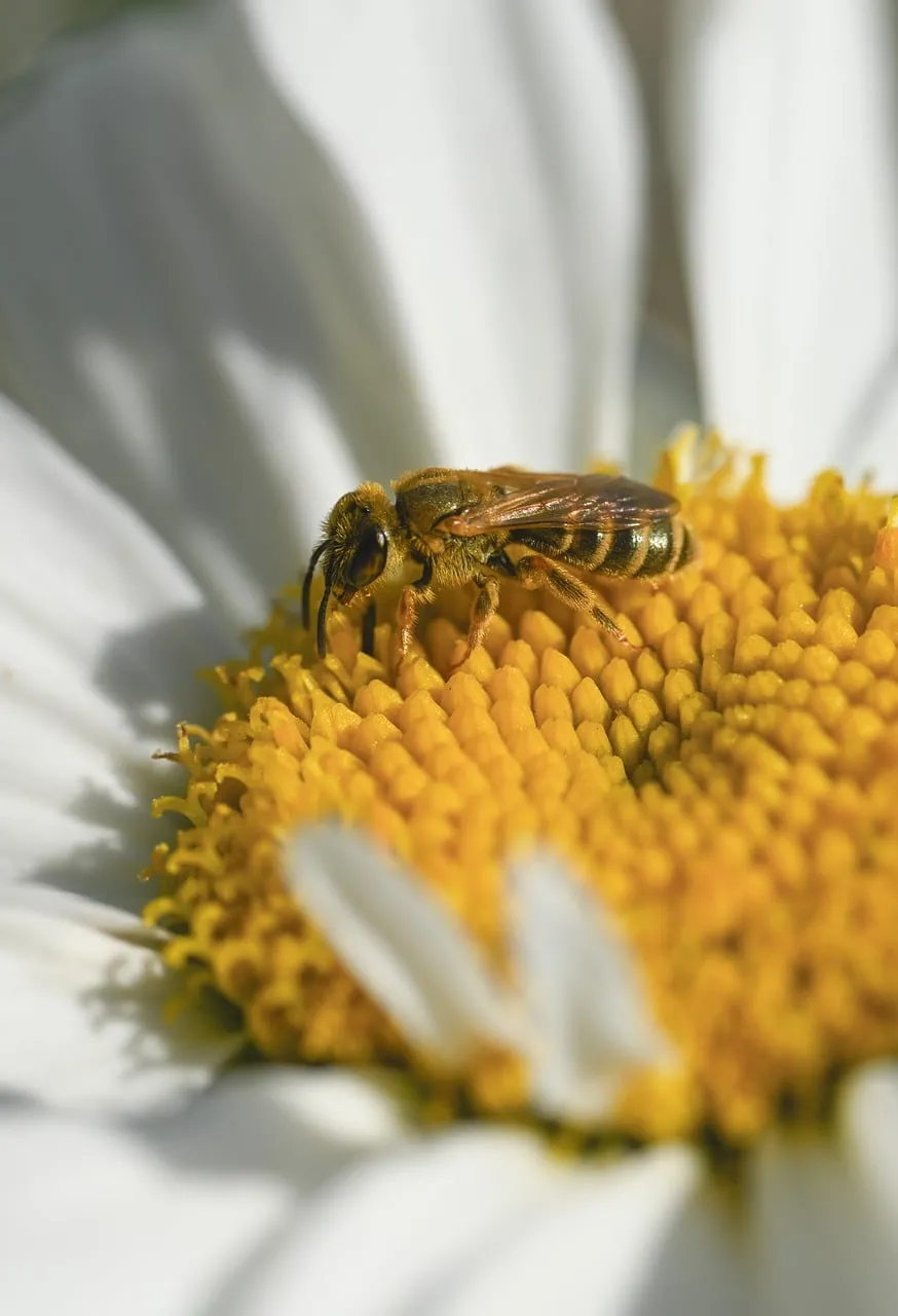 Stunning Macro: Bee Pollinating White Daisy in Summer