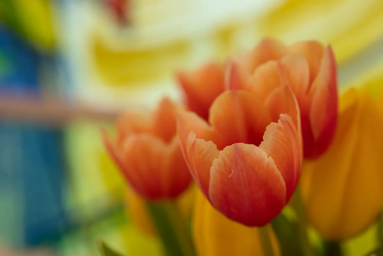 Vibrant Spring Bloom: Delicate Red and Yellow Tulips