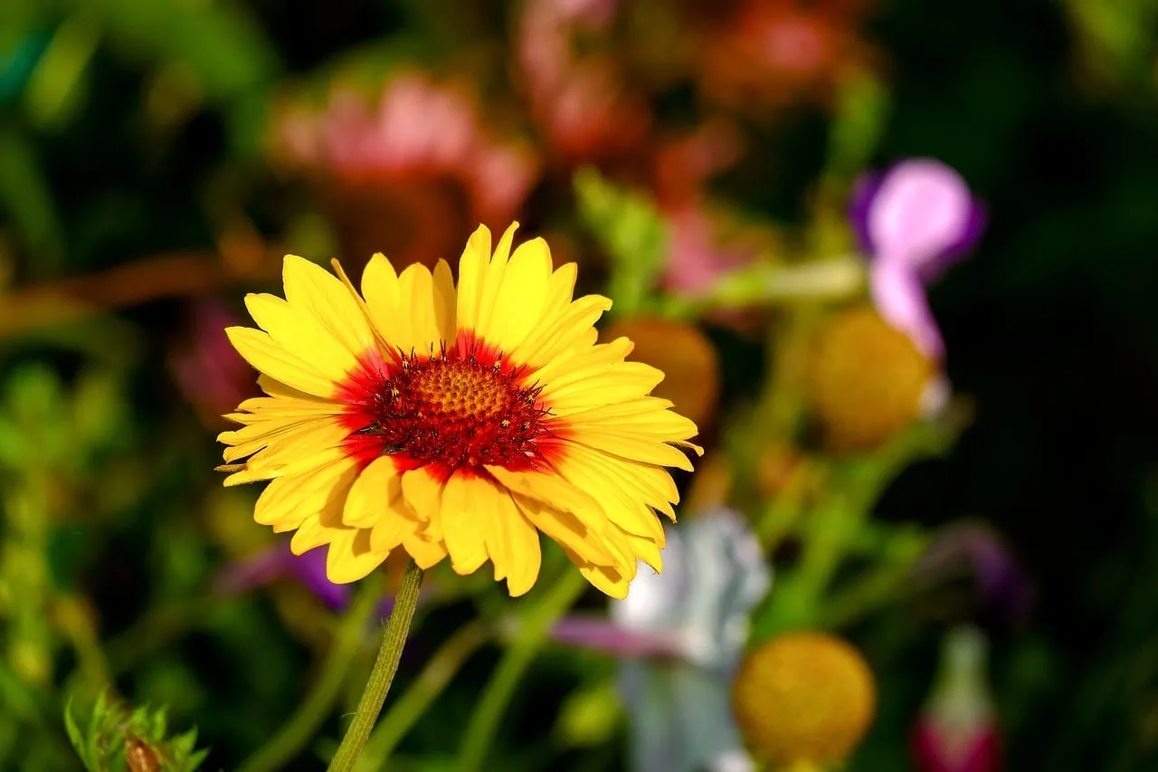 Vibrant Summer Bloom: Dazzling Yellow and Red Blanket Flower