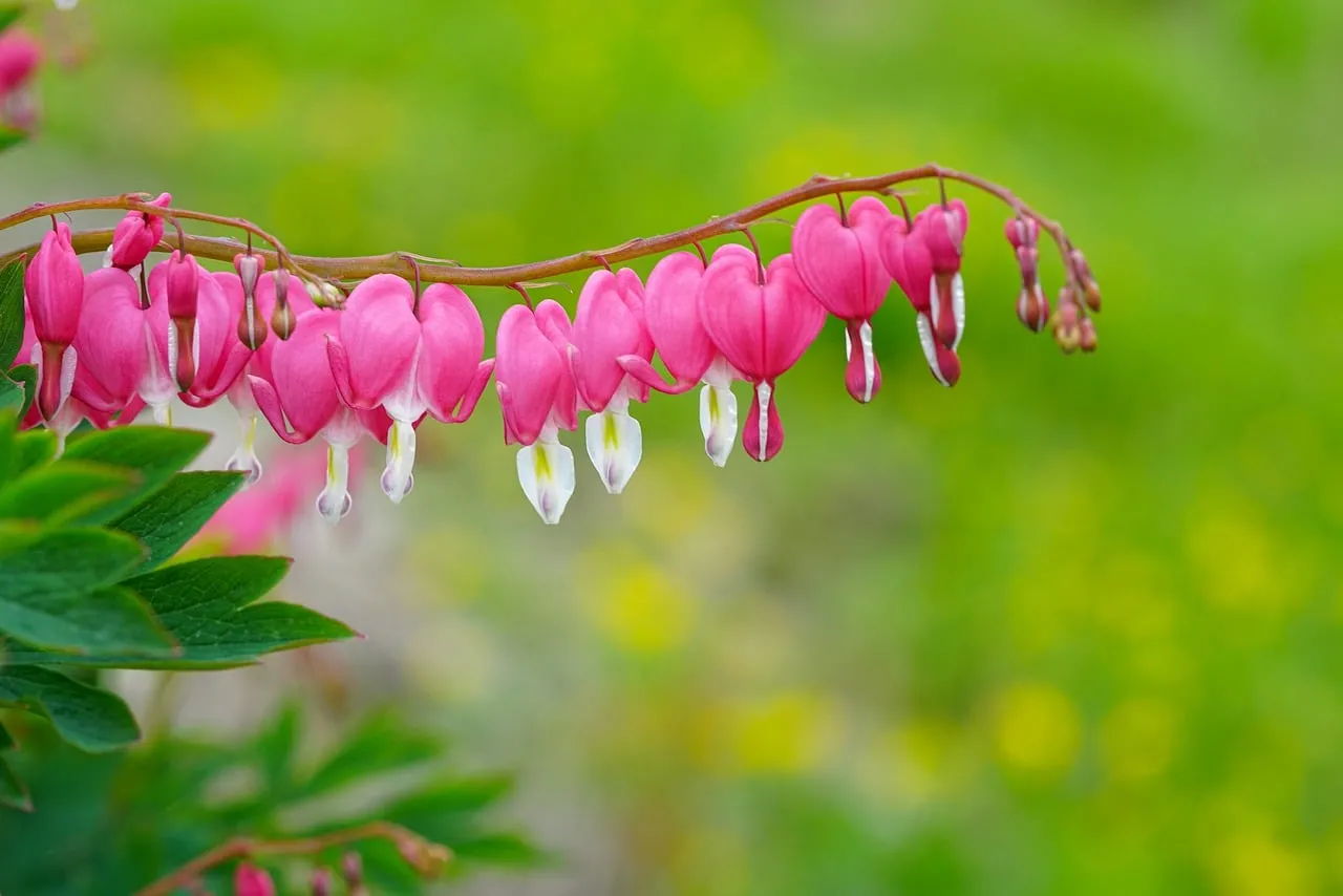 Vibrant Bleeding Hearts: Delicate Pink Blooms in Spring Garden