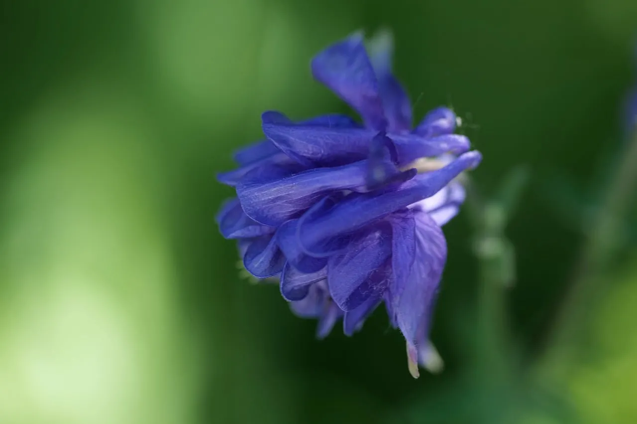 Vibrant Purple Columbine Blooming in Spring Garden