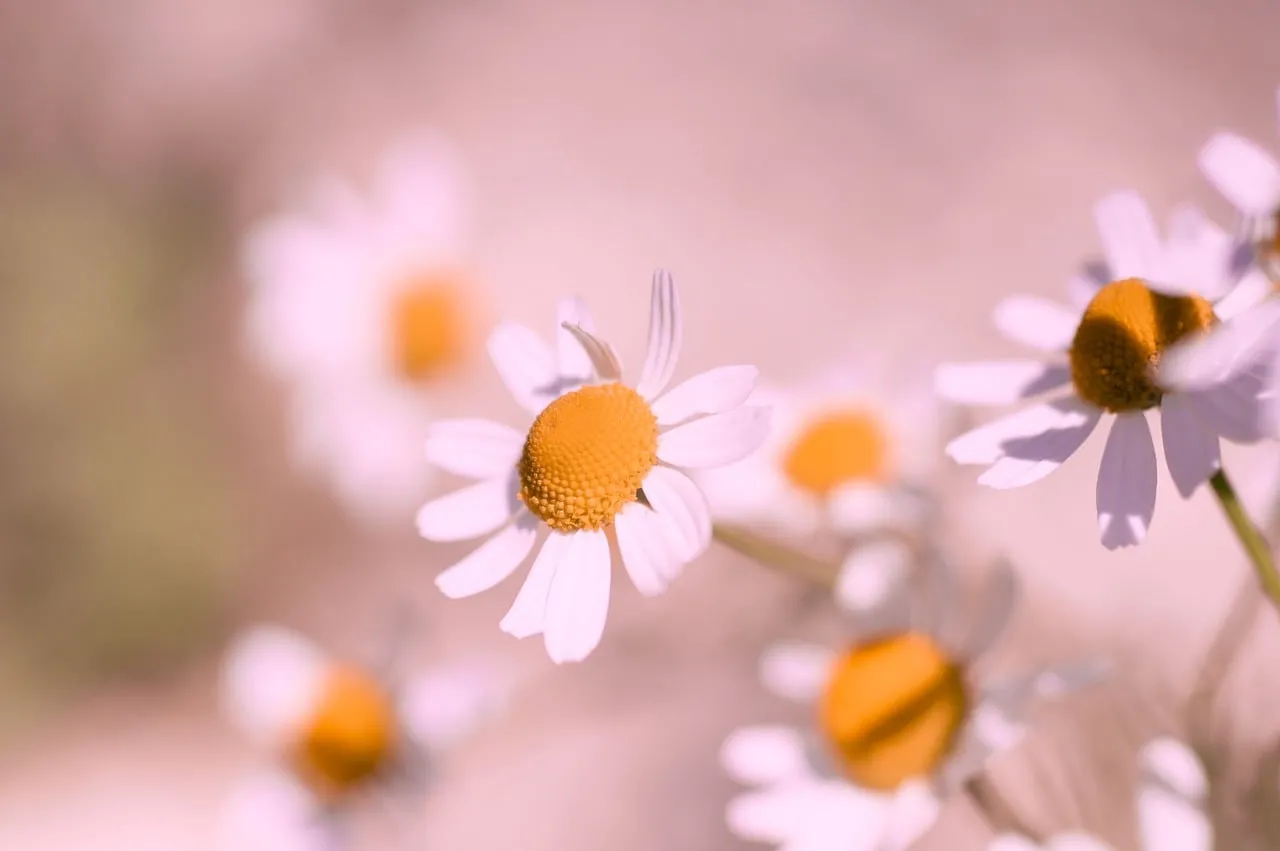 Delicate Daisies: Soft Focus Summer Blooms