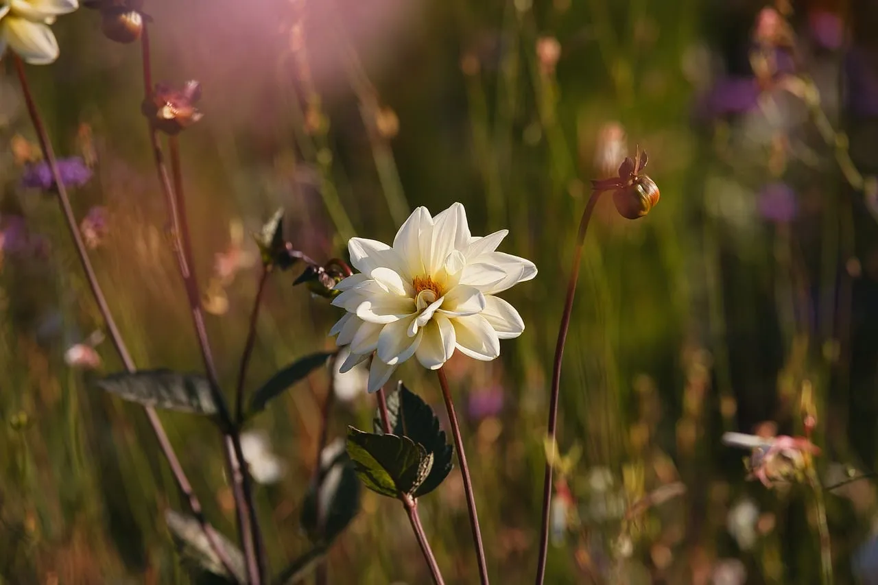 Stunning White Dahlia Blooming in Summer Garden