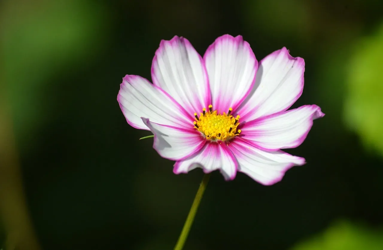 Vibrant Cosmos: Delicate Pink and White Petals in Bloom