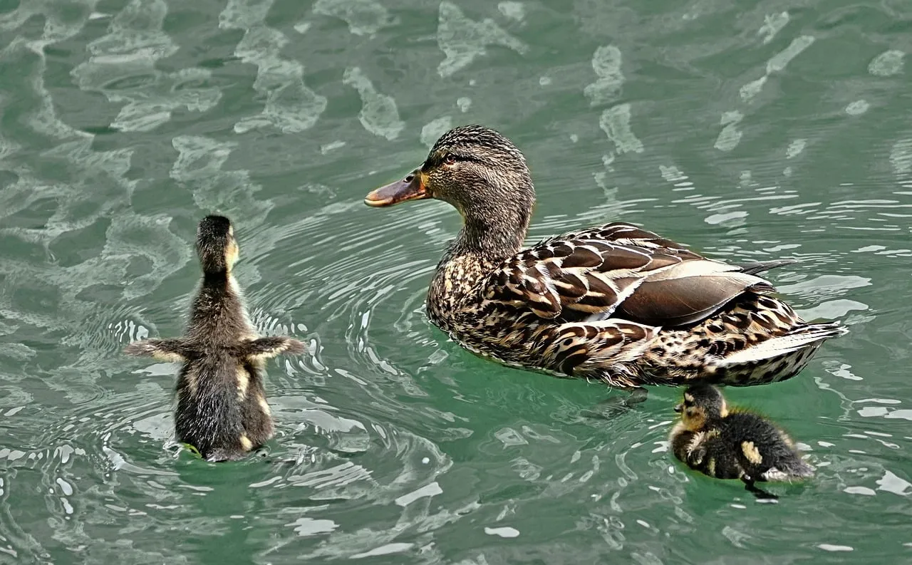 Charming Duck Family: A Serene Nature Moment