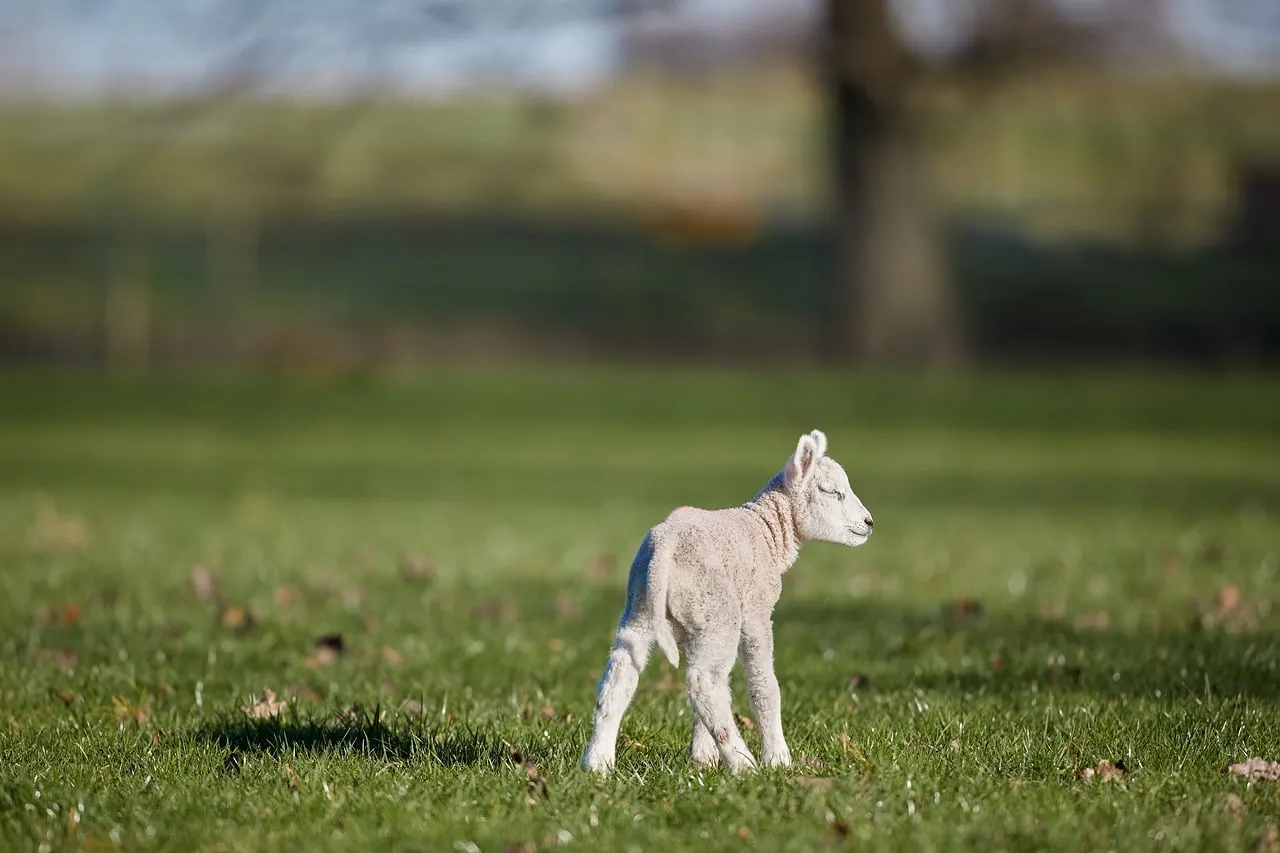 Adorable Lamb's First Steps in a Sunny Spring Meadow