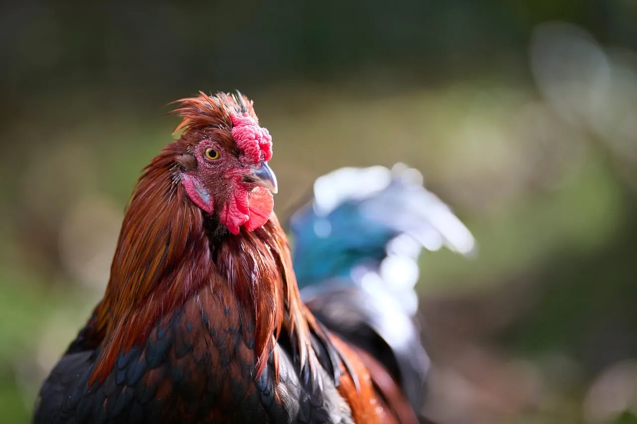 Vibrant Rooster Portrait: Nature's Colorful Farm Bird