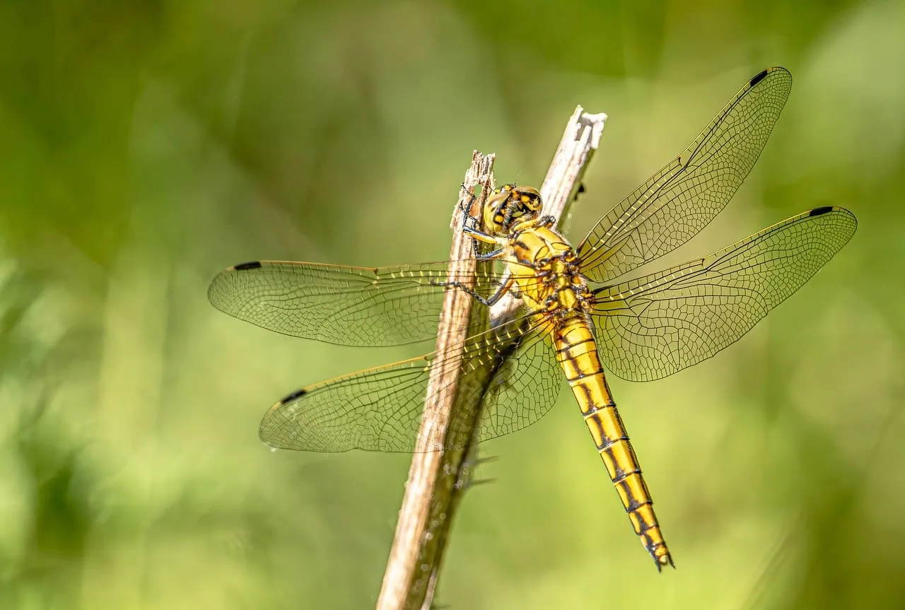 Golden Dragonfly: Stunning Macro Nature Background