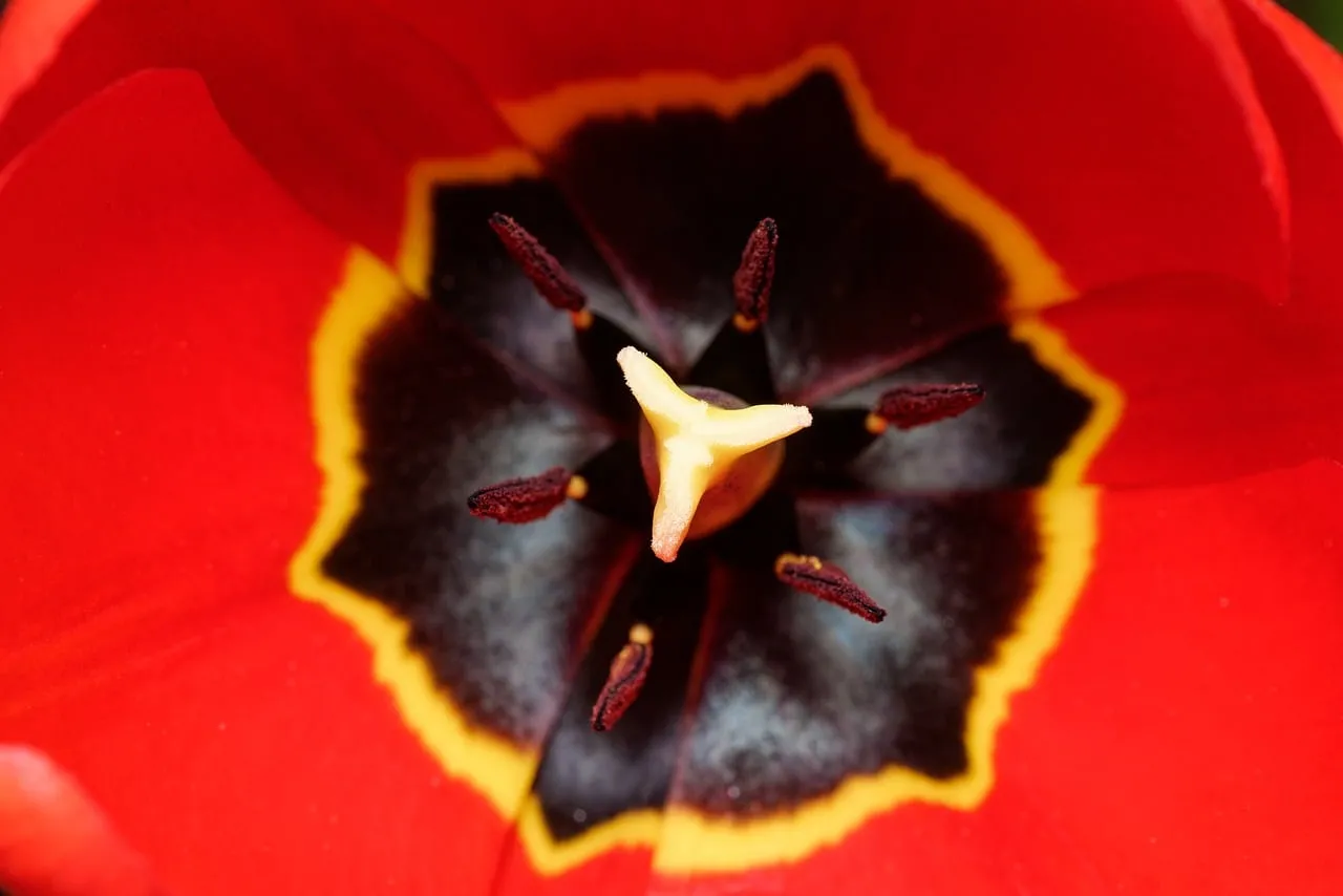 Vibrant Red Tulip Macro: Nature's Intricate Heart