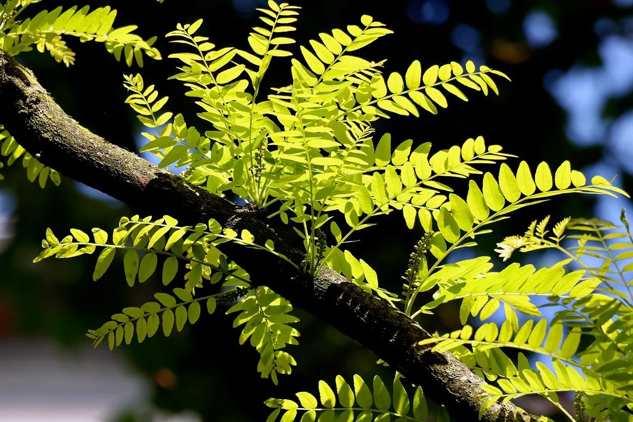 Vibrant Spring: Fresh Honey Locust Leaves Bask in Sunlight