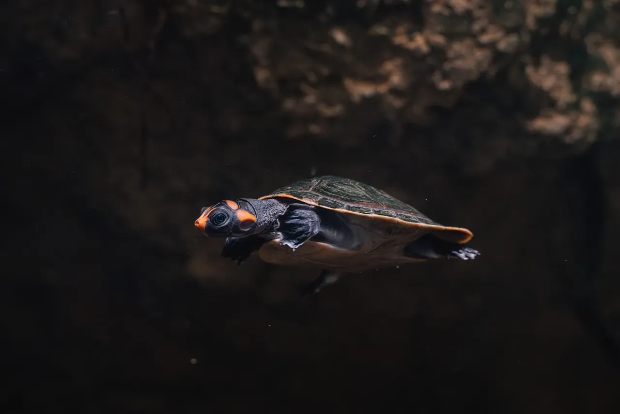 Serene Underwater Gliding: Captivating Turtle HD Wallpaper