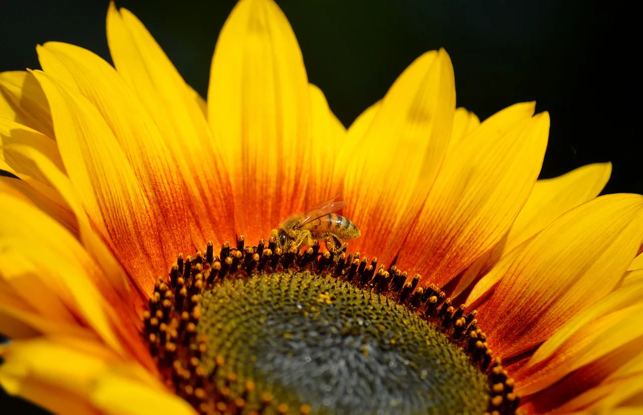 Vibrant Sunflower Macro: Bee Foraging Nectar