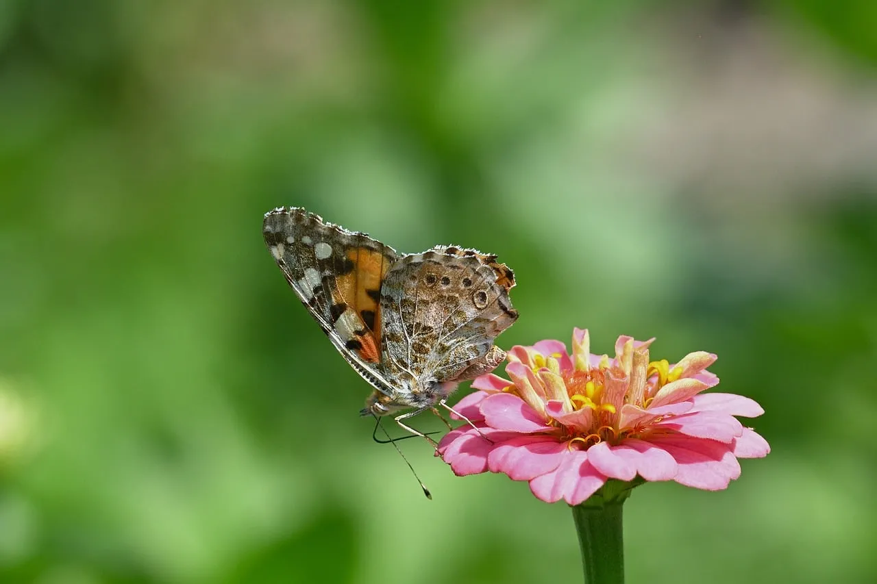 Vibrant Zinnia hosts a Beautiful Painted Lady Butterfly