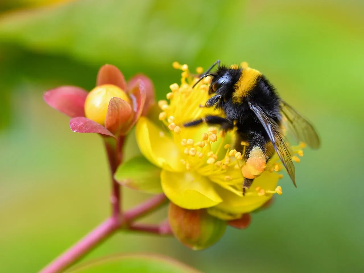 Vibrant Macro: Bumblebee Pollinating Yellow Summer Flower