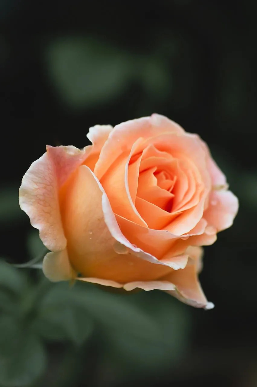 Stunning Macro: Delicate Orange Rose Bloom in Nature