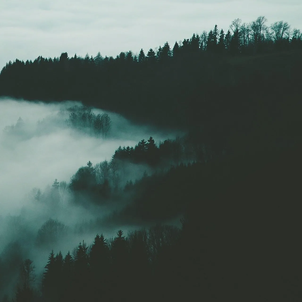 Mysterious Misty Forest: Autumn Mountain Landscape with Fog