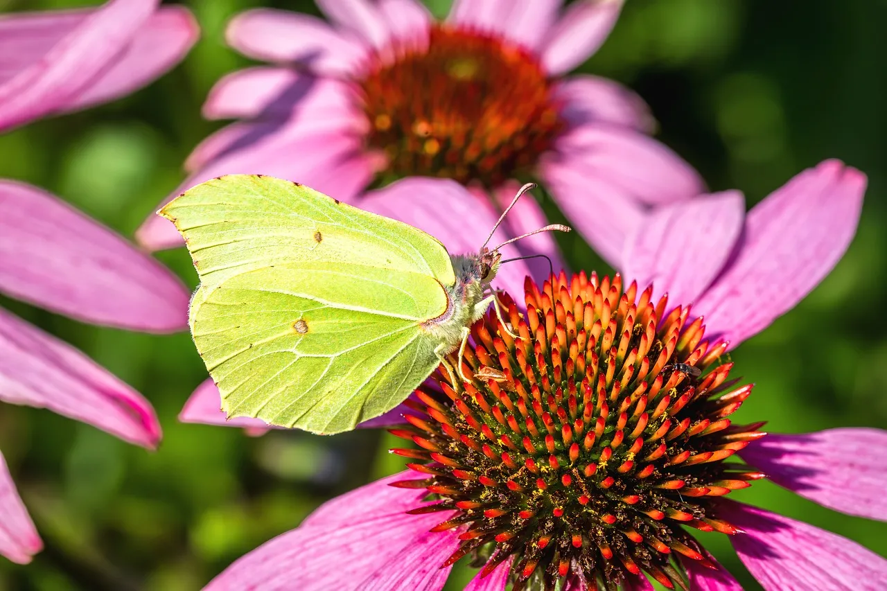 Vibrant Butterfly on Purple Coneflower: A Summer's Delight
