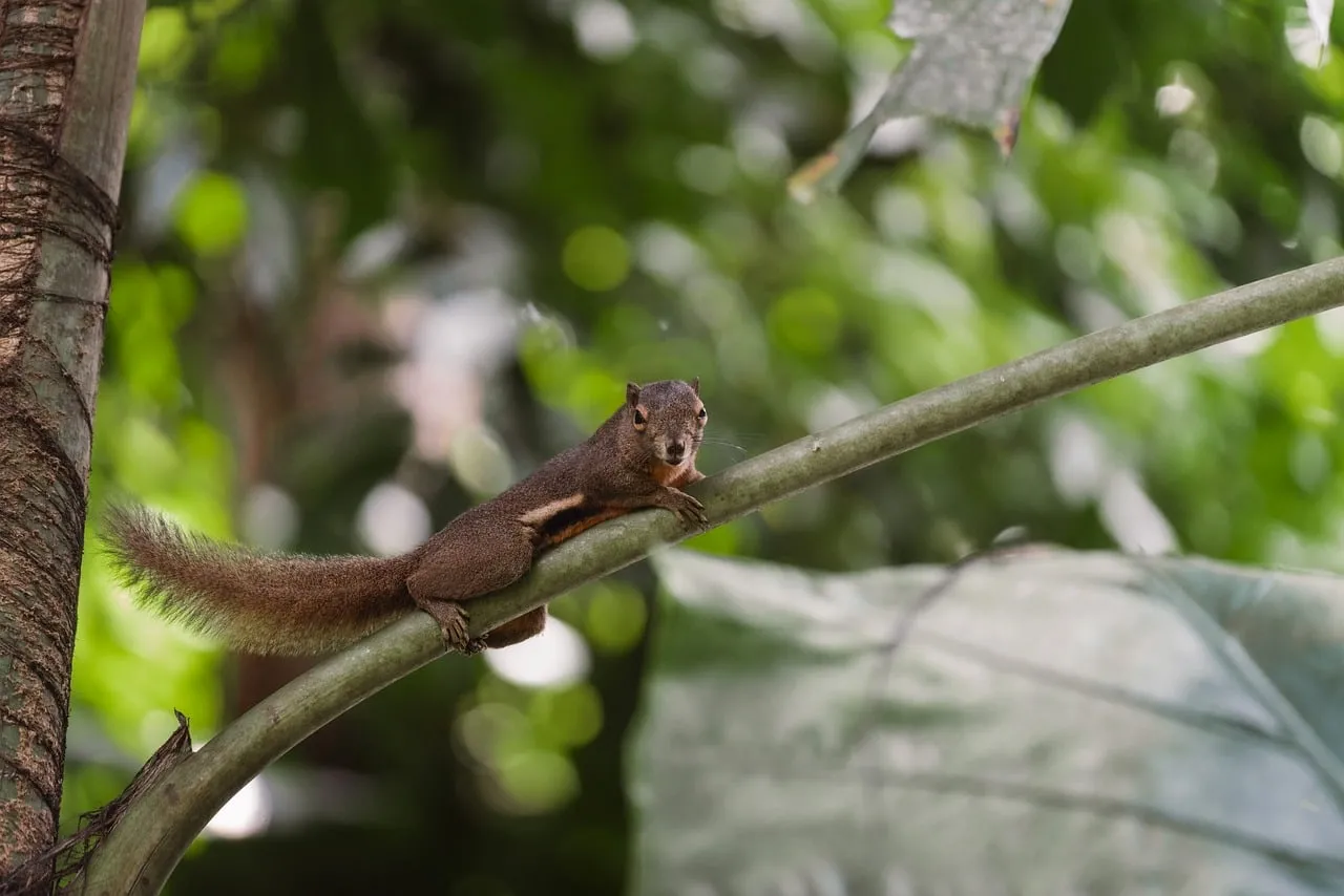 Charming Squirrel on Palm: A Glimpse of Thai Wildlife