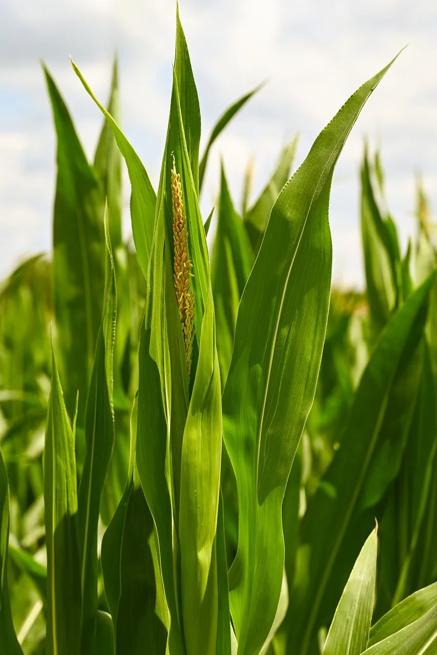 Vibrant Cornfield: Summer Harvest in Rural Nature