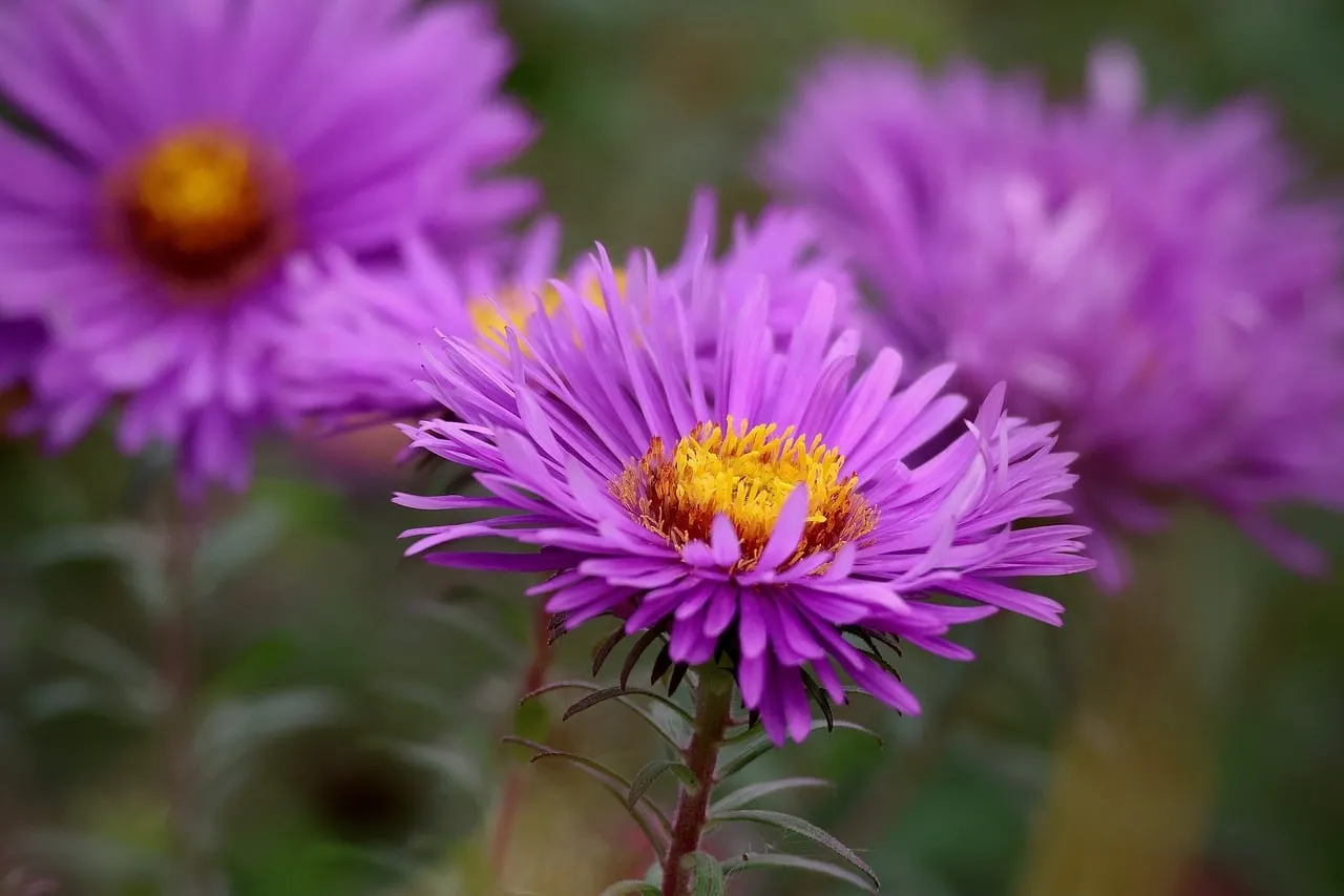 Vivid Purple Aster: A Dazzling Garden Jewel
