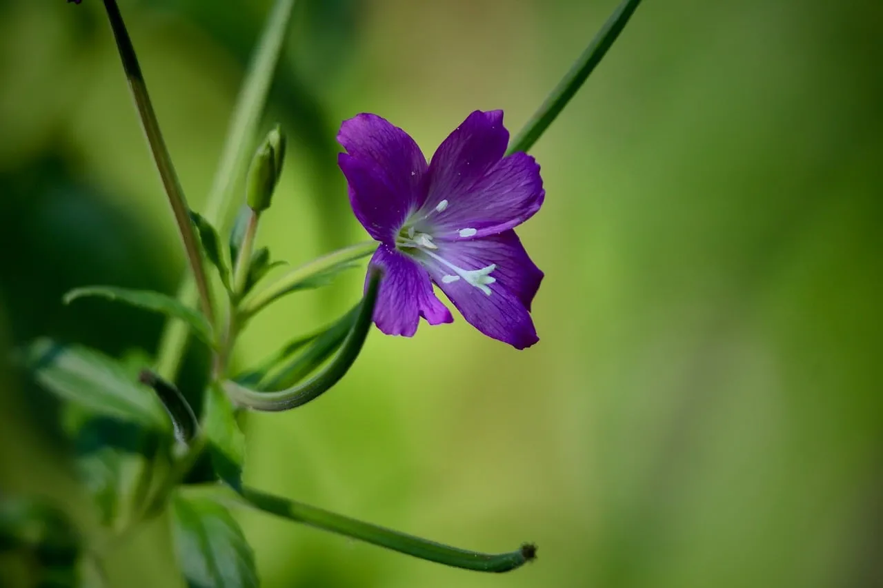 Vibrant Purple Epilobium Bloom: Nature's Delicate Beauty