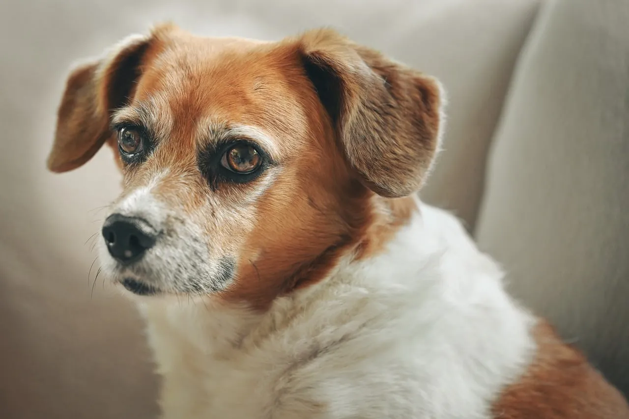 Captivating Canine Portrait: Loyal Dog's Expressive Gaze