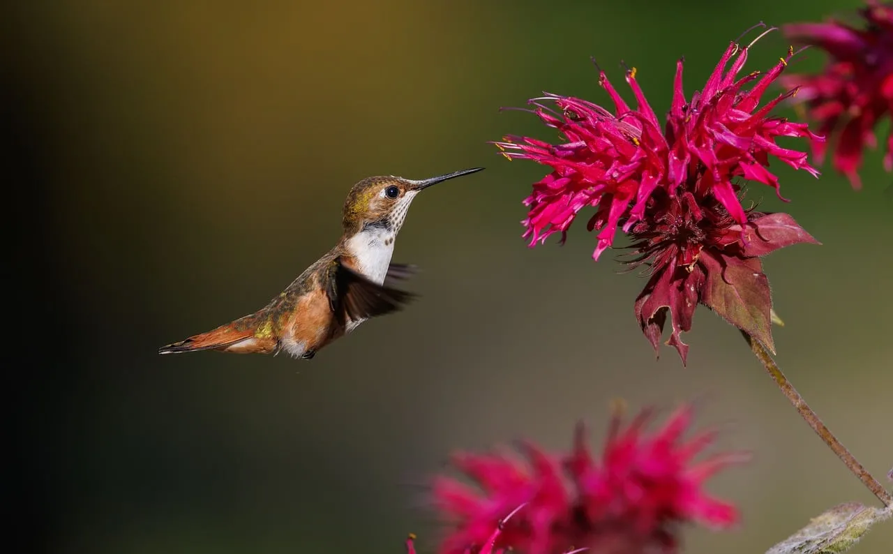 Vibrant Encounter: Hummingbird Sips Nectar from Brilliant Blossom