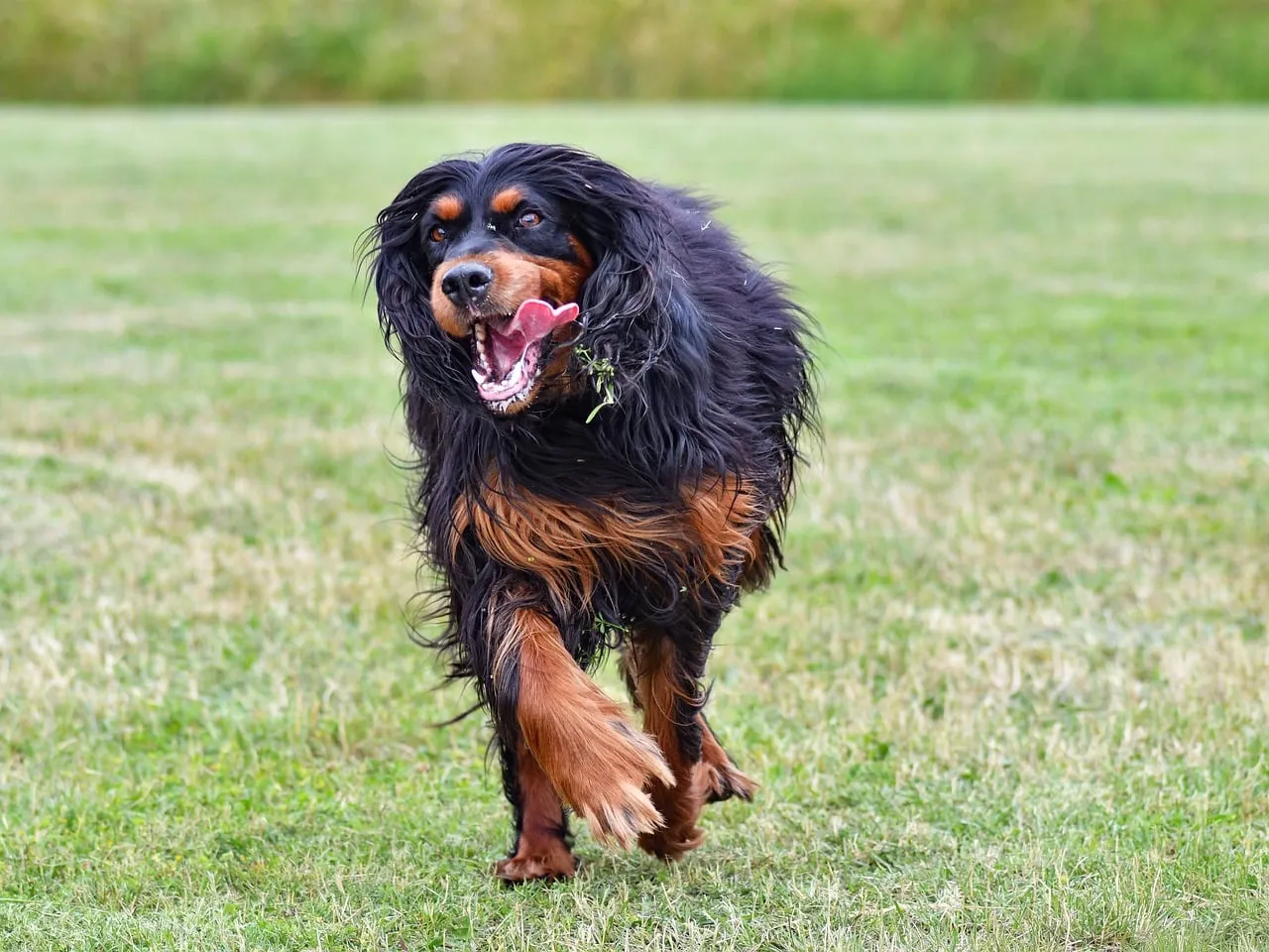 Energetic Gordon Setter Sprinter: Pure Joy Unleashed