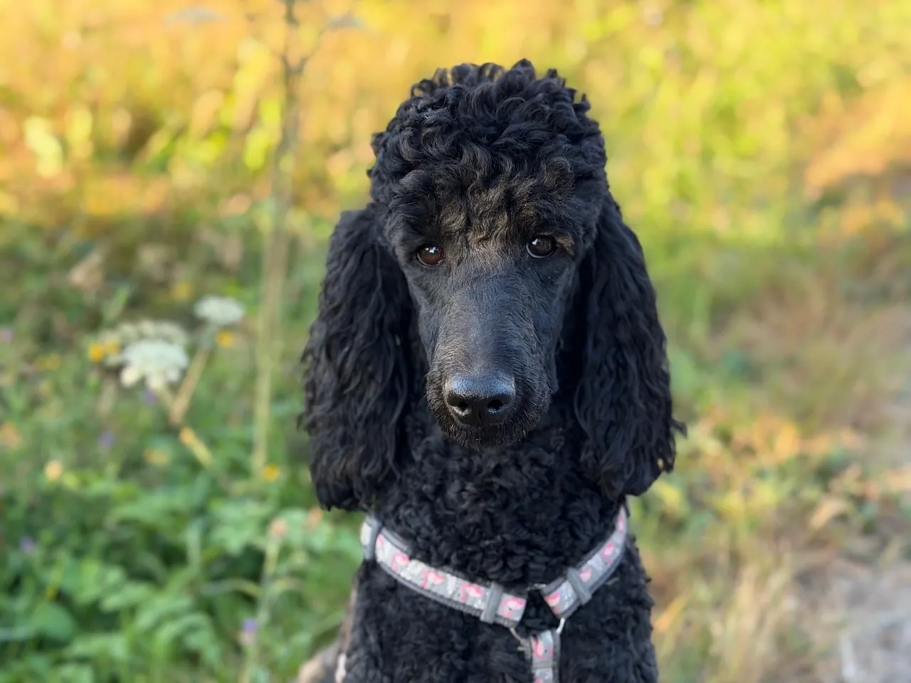 Enchanting Black Poodle's Gaze in Nature's Embrace
