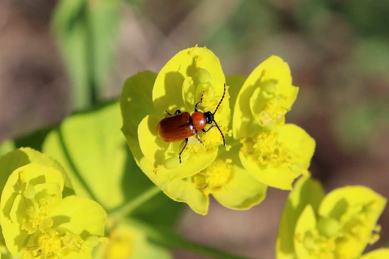 Vibrant Spring Macro: Beetle on Golden Blossom
