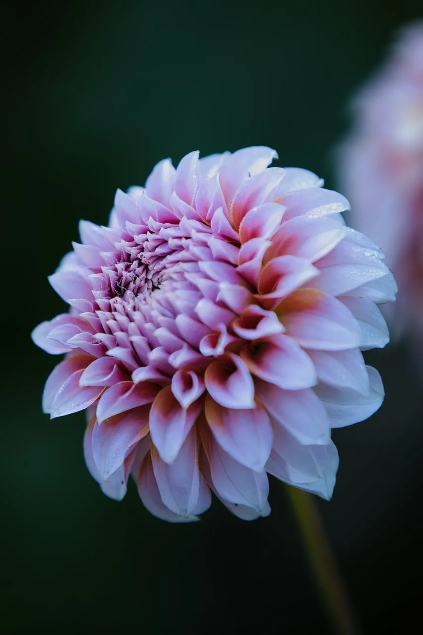 Stunning Pink Dahlia: Delicate Beauty in Bloom