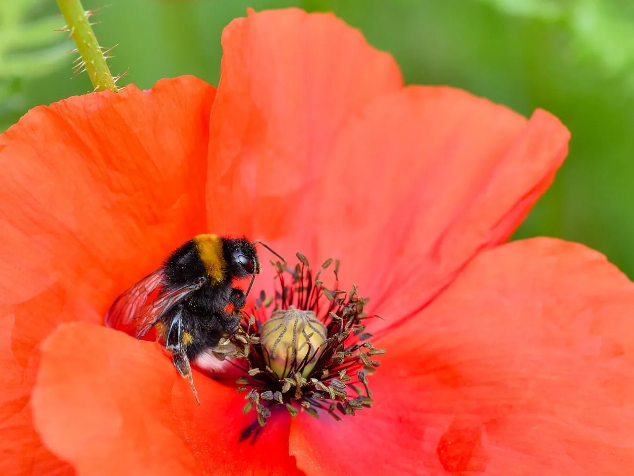 Vibrant Poppy Pollination: Bumblebee's Delicate Dance