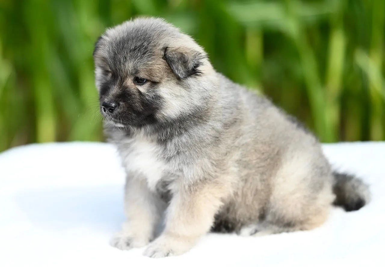 Adorably Fluffy Eurasier Puppy in Bright Nature Light