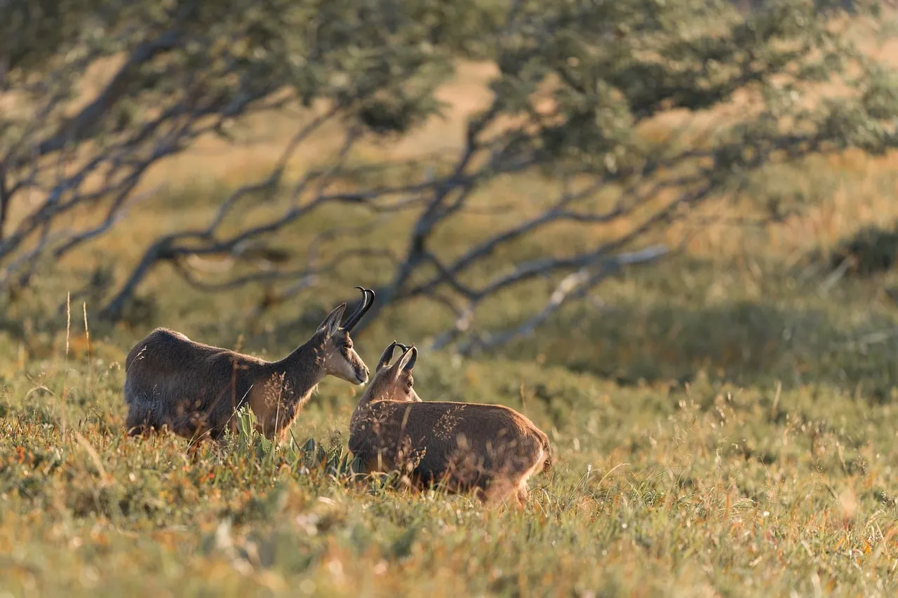 Enchanting Alpine Dusk: Chamois Pair in Golden Meadow