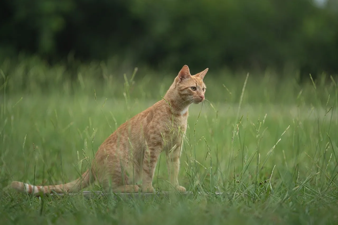 Charming Ginger Cat: Outdoor Adventure in Lush Green Grass