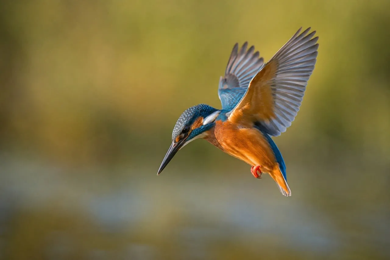 Vibrant Kingfisher in Energetic Mid-Flight Hunt