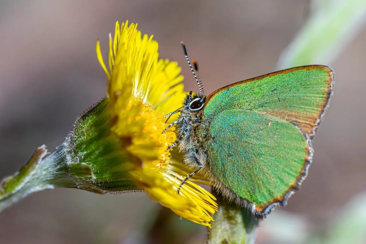 Vibrant Green Butterfly on Yellow Flower in Summer Macro