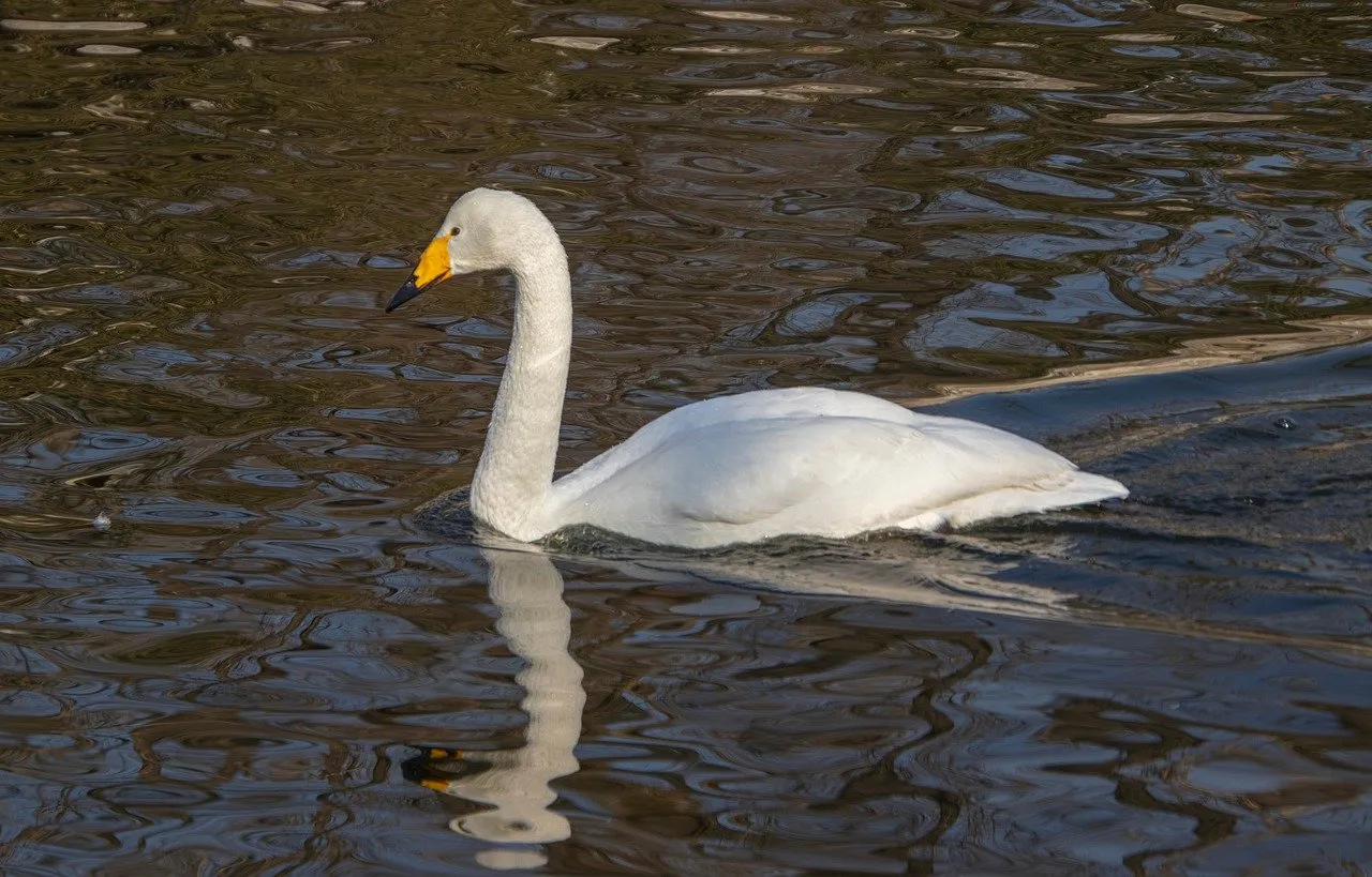 Graceful White Swan Glides on Serene Lake Waters