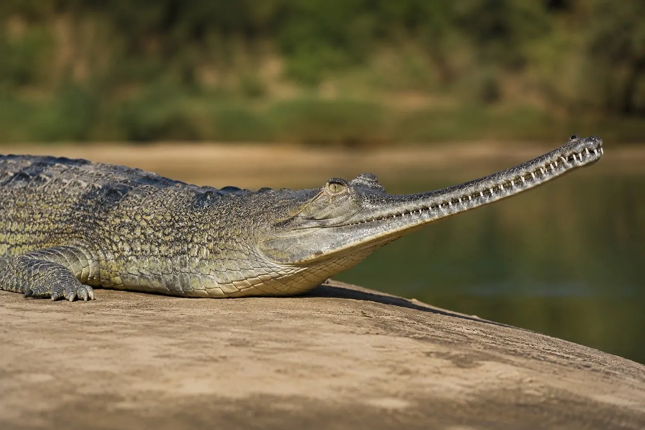 Striking Gharial: Rare Reptile in its Natural River Habitat