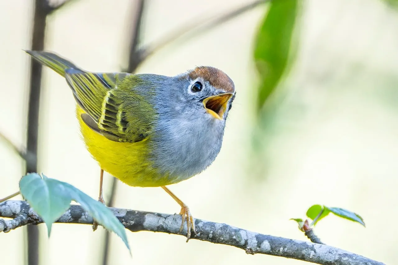 Vibrant Birdie Sings: Nature's Miniature Symphony