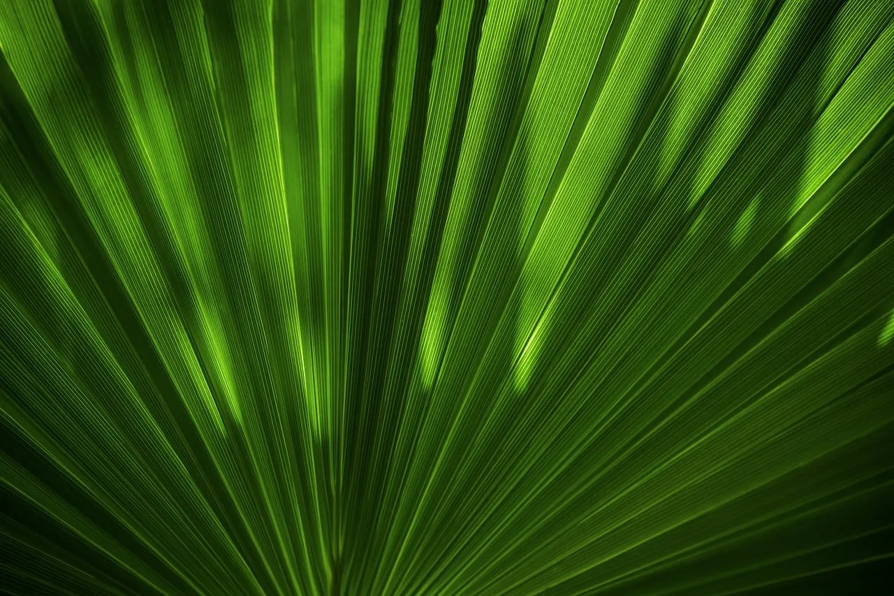 Vibrant Green Leaf: Intricate Macro Nature Pattern