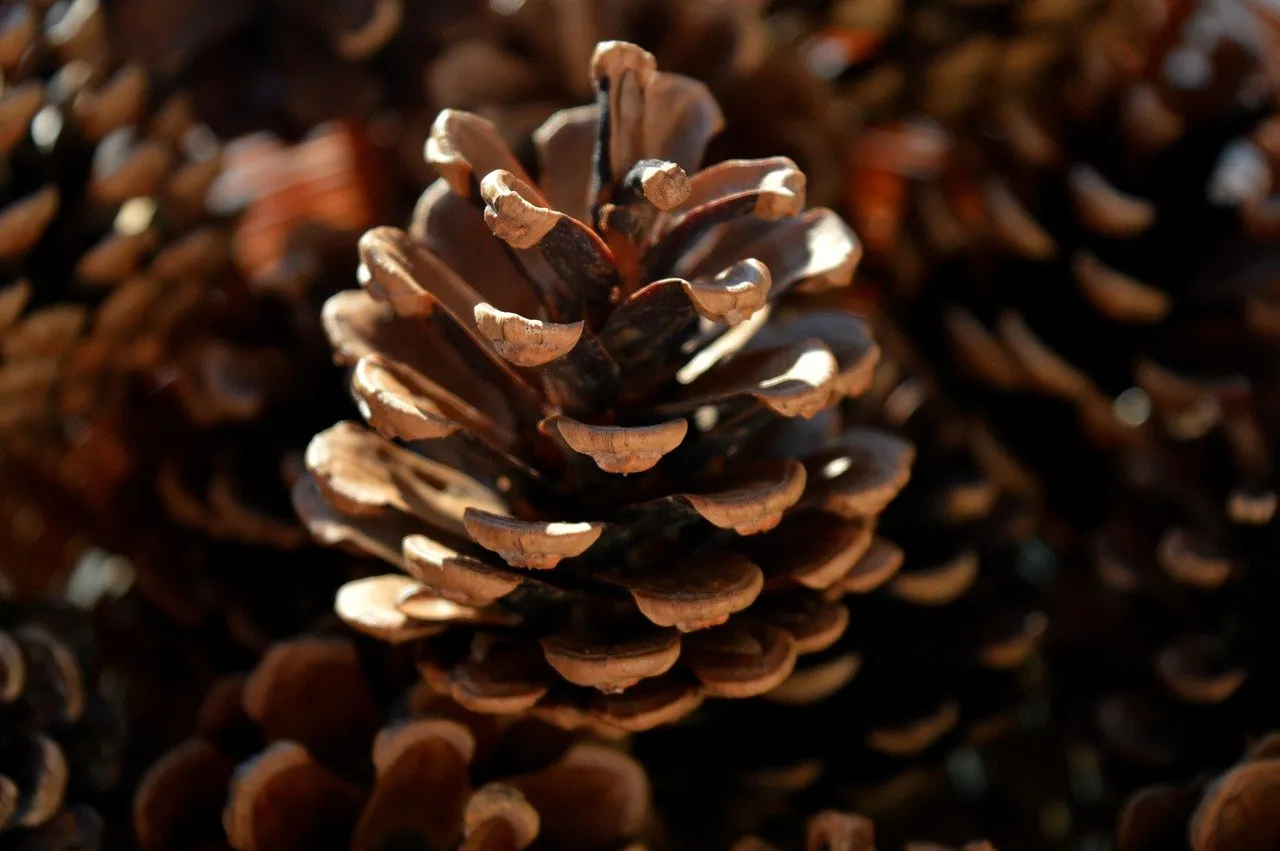 Stunning Pine Cone Close-Up: Nature's Intricate Beauty Unveiled