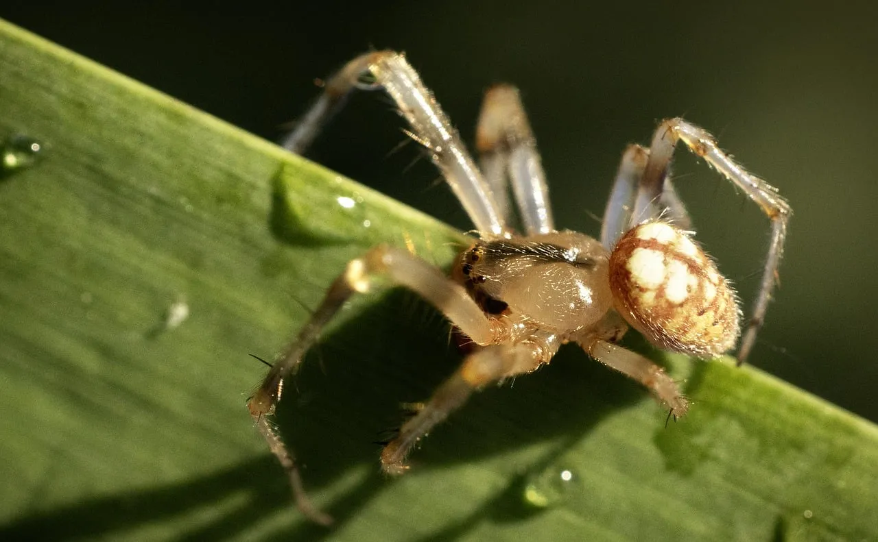 Intricate Macro: Spider on Dew-Kissed Leaf