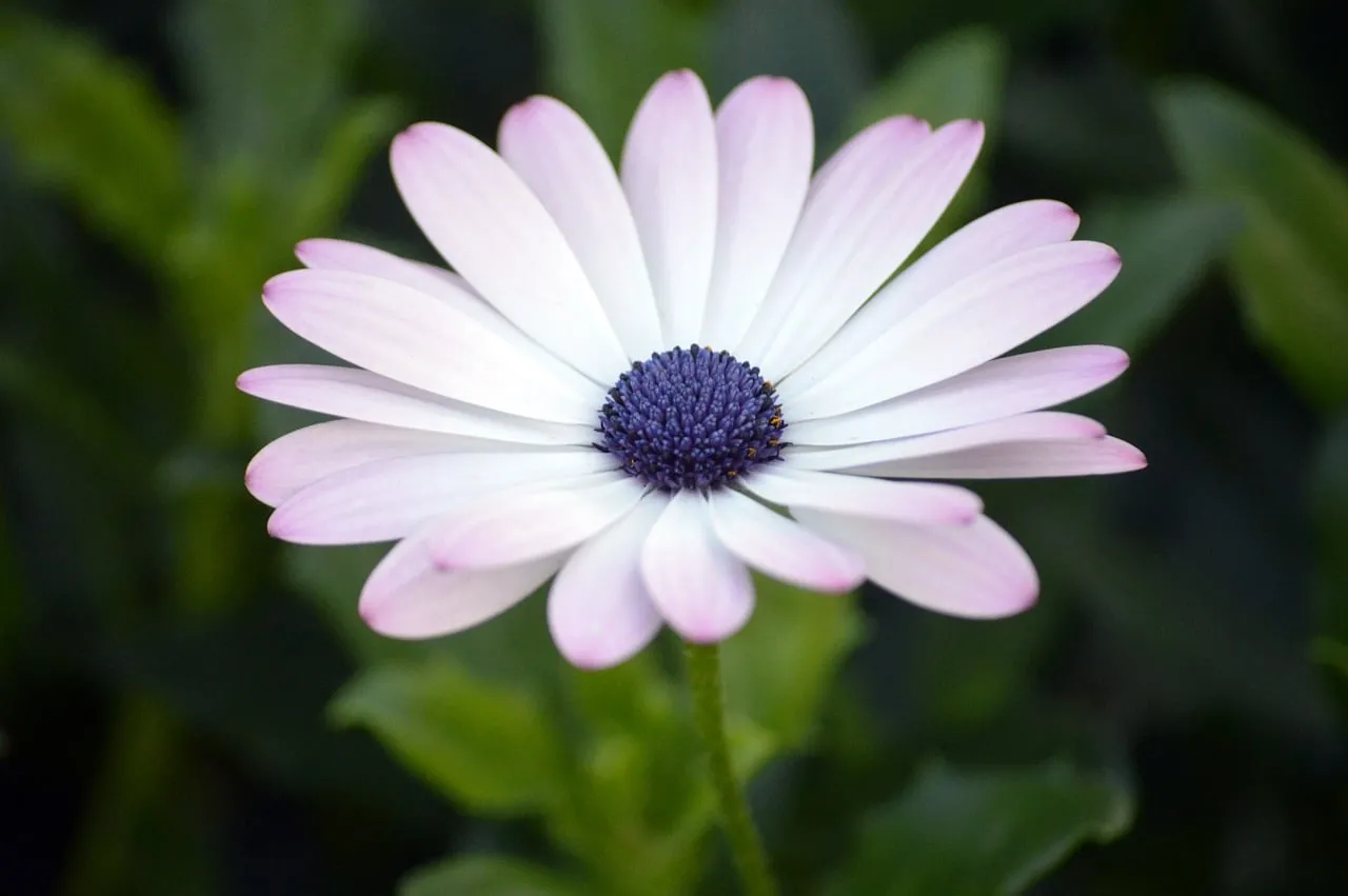 Stunning White & Purple Cape Daisy Blossom Macro