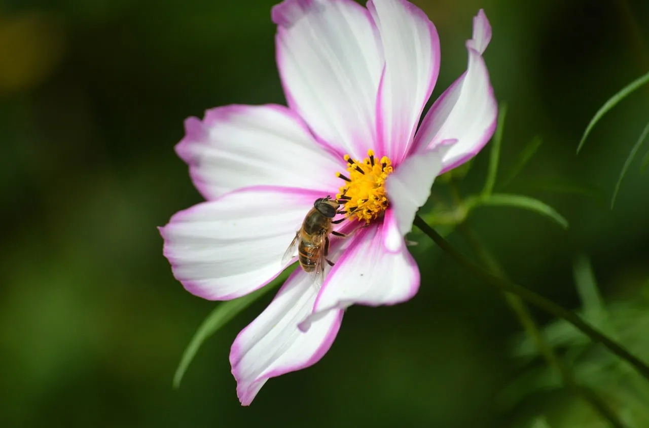 Vibrant Cosmos Bloom with Pollinating Bee