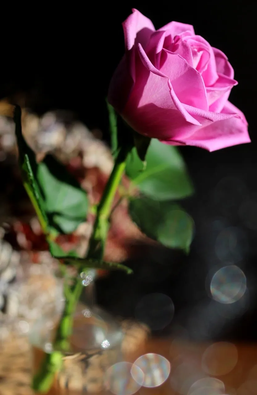 Vibrant Pink Rose: Blooming Beauty in Delicate Macro