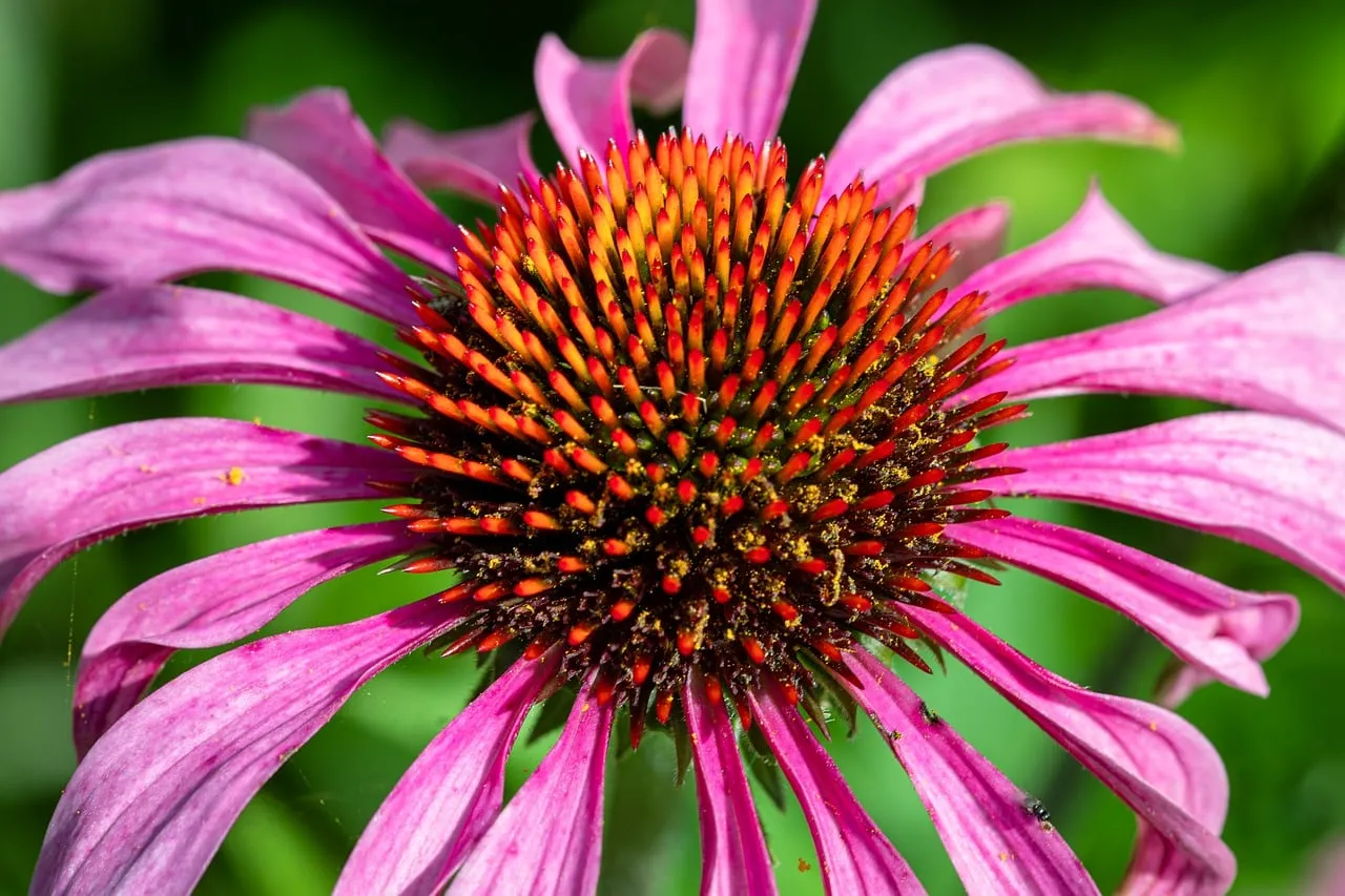 Vibrant Purple Coneflower: Summer's Wild Beauty Unveiled