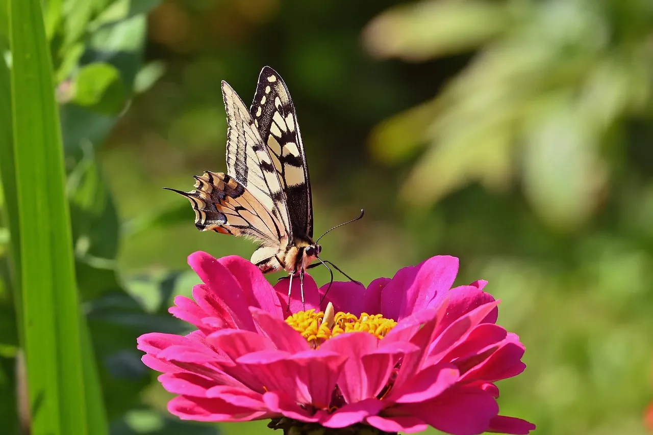 Vibrant Zinnia: A Swallowtail Butterfly's Nectar Oasis