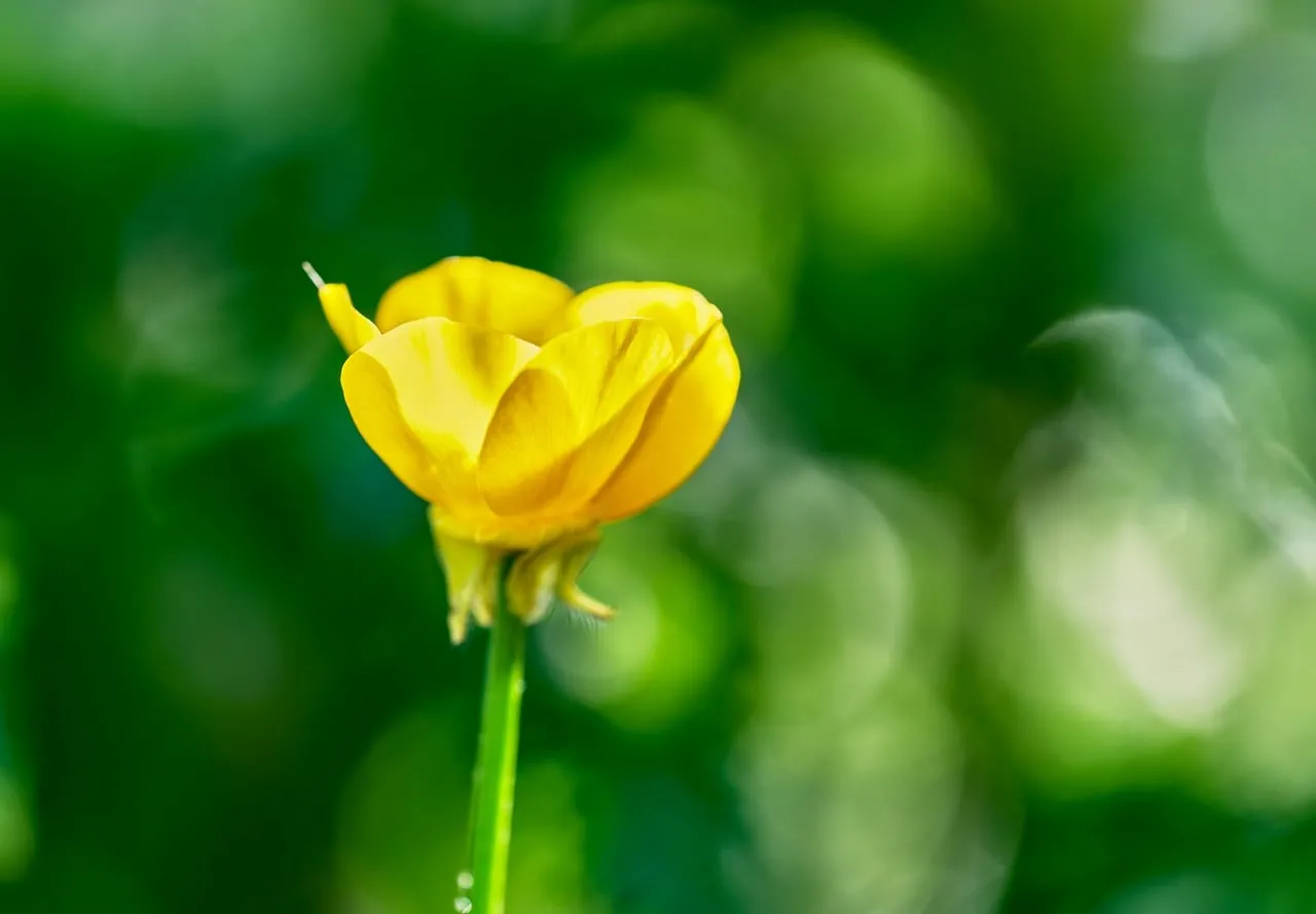 Vibrant Yellow Buttercup: Macro Spring Bloom with Green Bokeh
