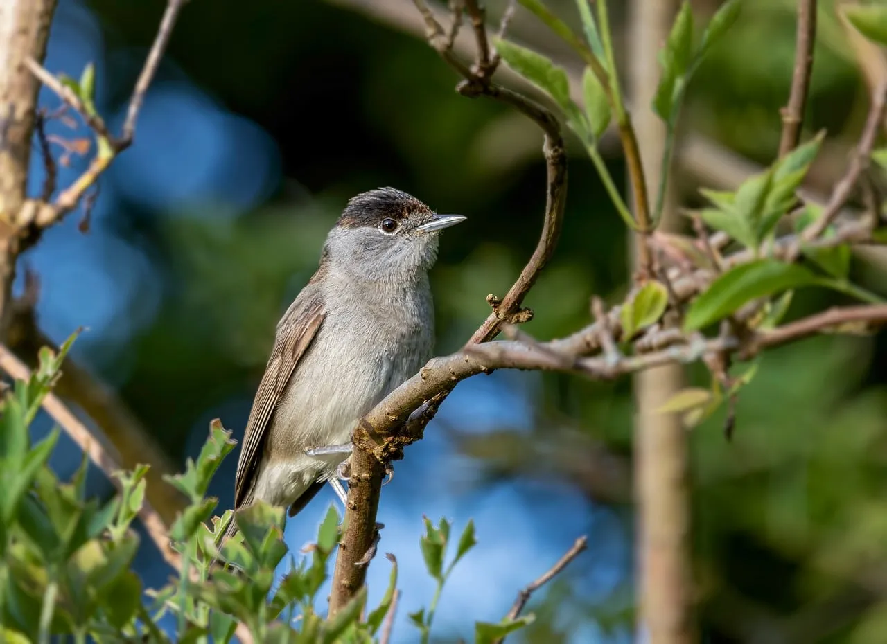 Charming Blackcap Bird Perched Serene in Spring Foliage